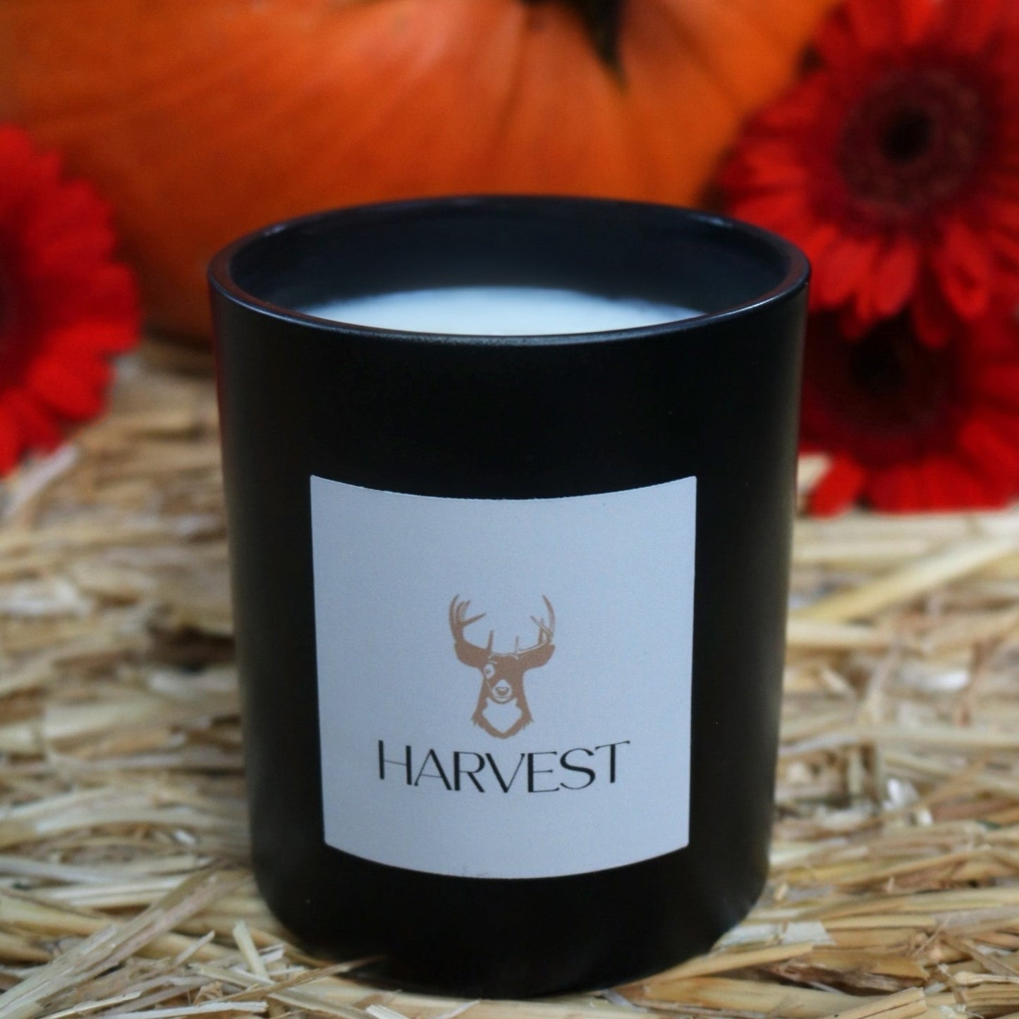 Praline Pumpkin Patch 10oz Soy Candle