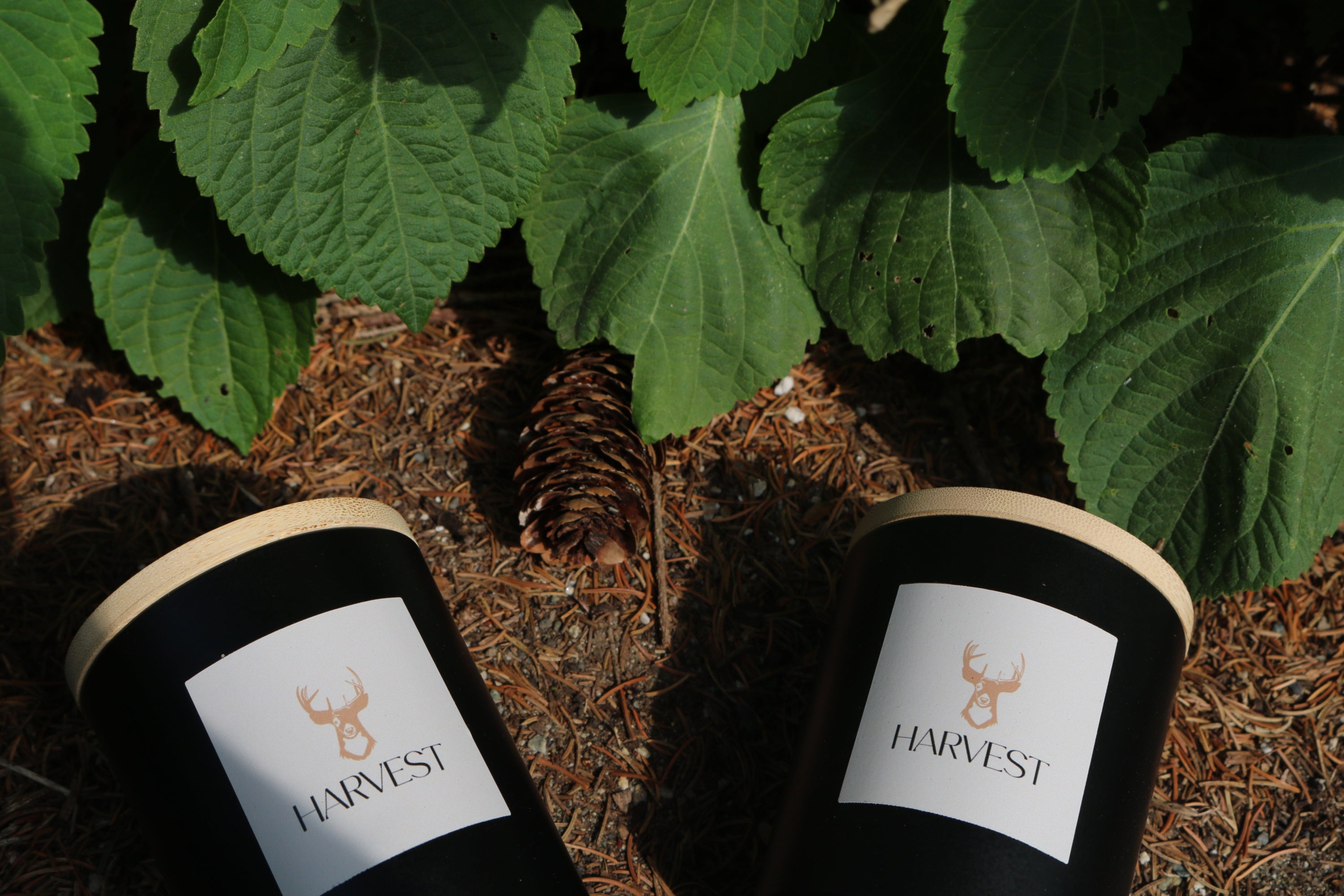 Two black candles with 'Harvest' label on a natural background with green leaves and pine cones.